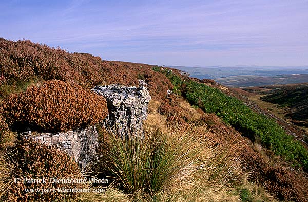 Heather moor, Yorkshire Dales NP, England -  Lande à Bruyère 12959