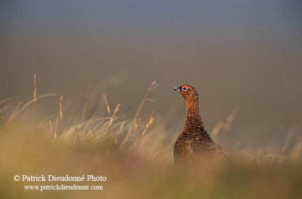 Grouse (red), Yorkshire Dales NP, England -  Lagopède d'Ecosse 11254