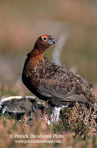 Grouse (red), Yorkshire Dales NP, England -  Lagopède d'Ecosse 11255