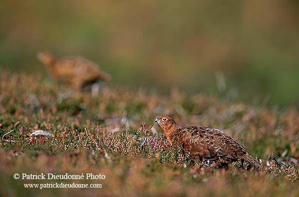 Grouse (red), Yorkshire Dales NP, England -  Lagopède d'Ecosse 11256