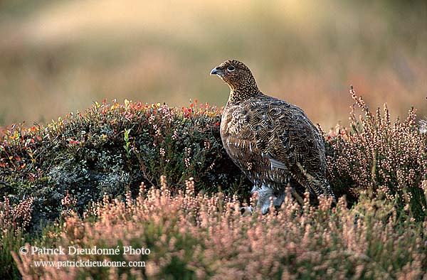 Grouse (red), Yorkshire Dales NP, England -  Lagopède d'Ecosse 11257