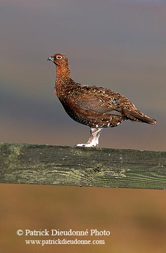 Grouse (red), Yorkshire Dales NP, England -  Lagopède d'Ecosse 12961