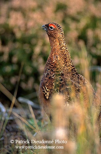 Grouse (red), Yorkshire Dales NP, England -  Lagopède d'Ecosse 12963