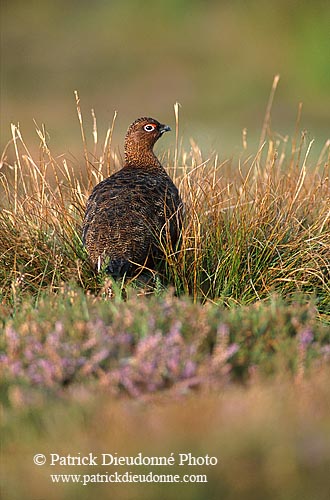 Grouse (red), Yorkshire Dales NP, England -  Lagopède d'Ecosse 12964