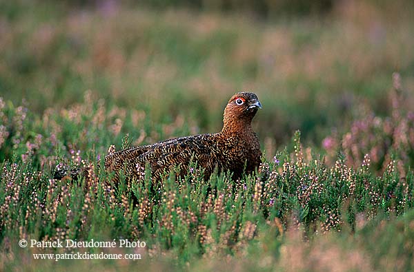 Grouse (red), Yorkshire Dales NP, England -  Lagopède d'Ecosse 12965