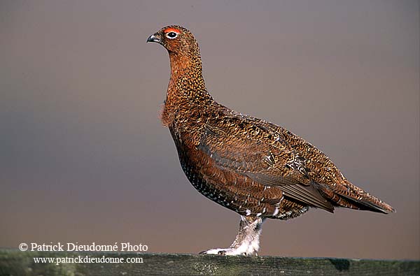 Grouse (red), Yorkshire Dales NP, England -  Lagopède d'Ecosse 12966