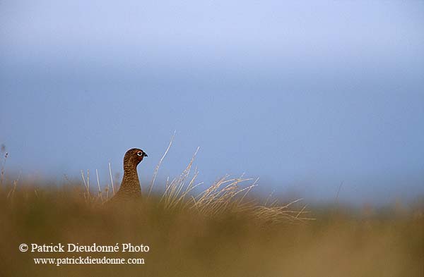 Grouse (red), Yorkshire Dales NP, England -  Lagopède d'Ecosse 12969