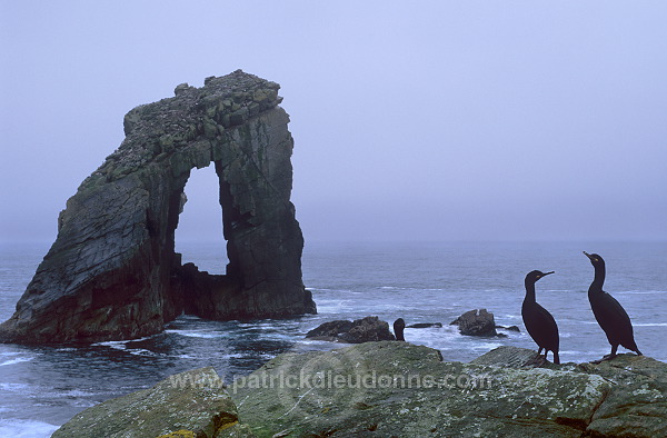 Foula: Gaada Stack & shags, Shetland - Gaada Stack, Foula 13103