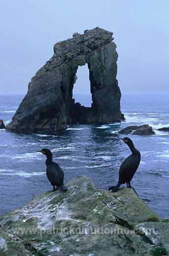 Foula: Gaada Stack & shags, Shetland - Gaada Stack, Foula 13104