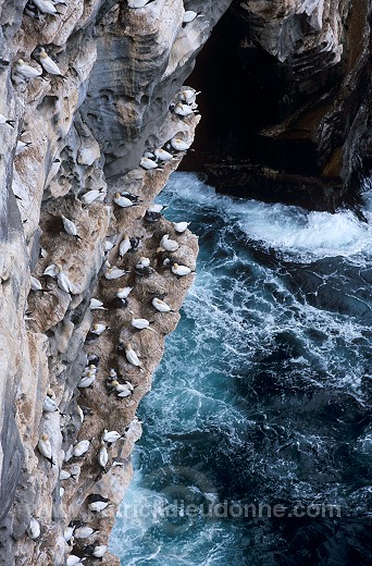 Noss National Nature Reserve, Shetland - Reserve nationale de Noss  13234