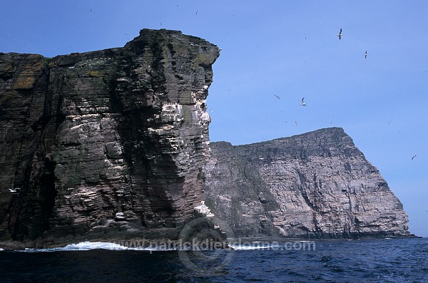 Noss National Nature Reserve, Shetland - Reserve nationale de Noss  13226