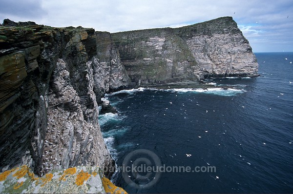 Noss National Nature Reserve, Shetland - Reserve nationale de Noss  13228