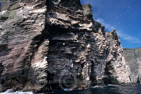 Noss National Nature Reserve, Shetland - Reserve nationale de Noss 13238