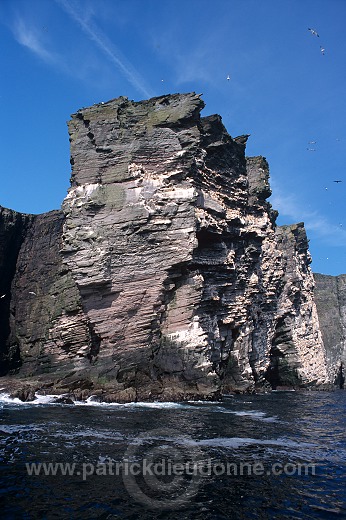 Noss National Nature Reserve, Shetland - Reserve nationale de Noss  13239