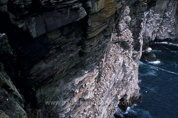 Noss National Nature Reserve, Shetland - Reserve nationale de Noss  13240