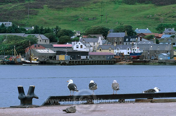 View of Scalloway harbour, Shetland -  Port de Scalloway, Shetland  13304