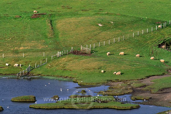 Tranquil scene with sheep and gulls, Shetland -  Scene tranquille 13319