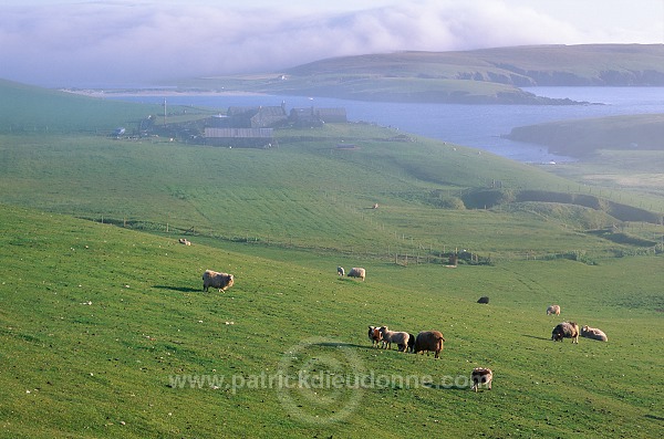 Crofts & sheep, near Rerwick, South Mainland, Shetland -  Champs près de Rerwick  13376