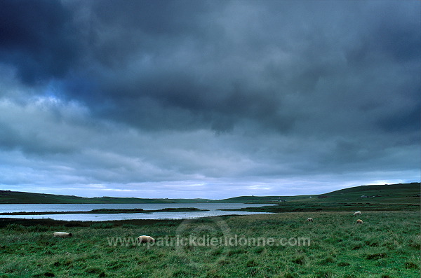 Loch of Spiggie Nature reserve,South Mainland, Shetland - Lac de Spiggie  13382