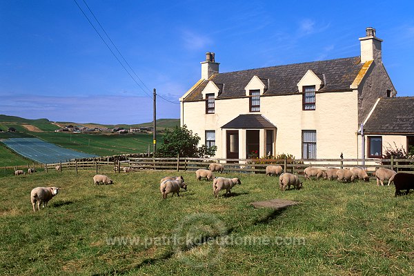 House and sheep, South Mainland, Shetland  -  Maison et moutons 13413