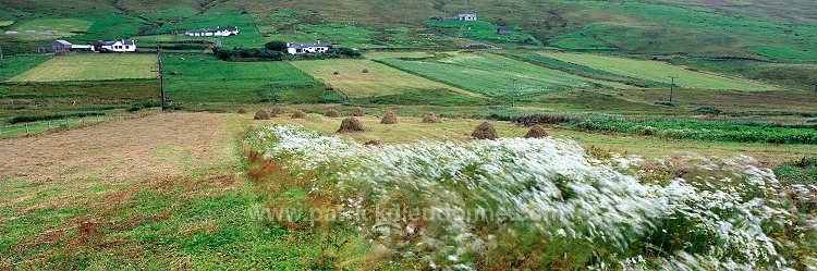 Croft at Wester Quarff, Shetland, Scotland - Champs à Wester Quarff, Shetland  13445