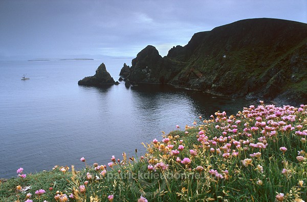 West Mainland coast, with boat and thrift, Shetland - Côte près de Westerwick  13448