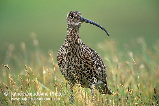 Curlew (Numenius arquata) - Courlis cendré - 11228