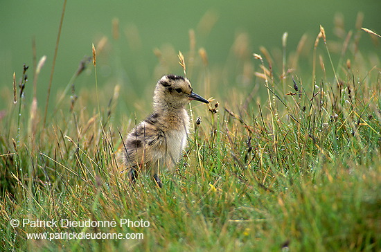 Curlew (Numenius arquata) - Courlis cendré - 11232