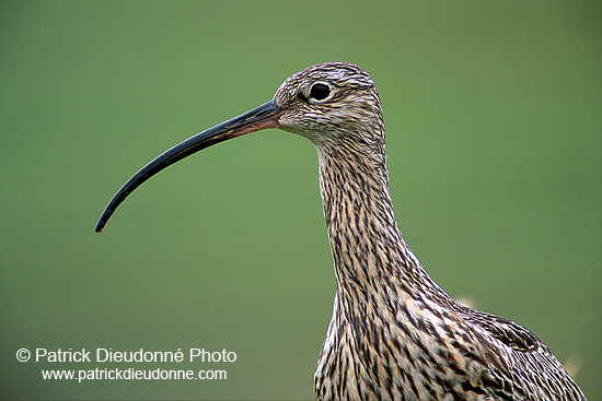 Curlew (Numenius arquata) - Courlis cendré - 11233