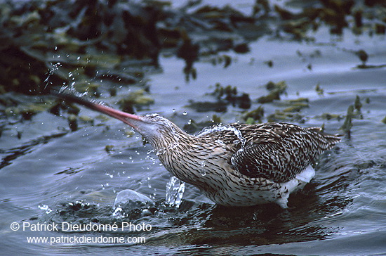 Curlew (Numenius arquata) - Courlis cendré - 17501