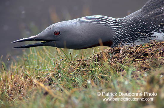 Red-throated Diver (Gavia stellata) - Plongeon catmarin - 11392