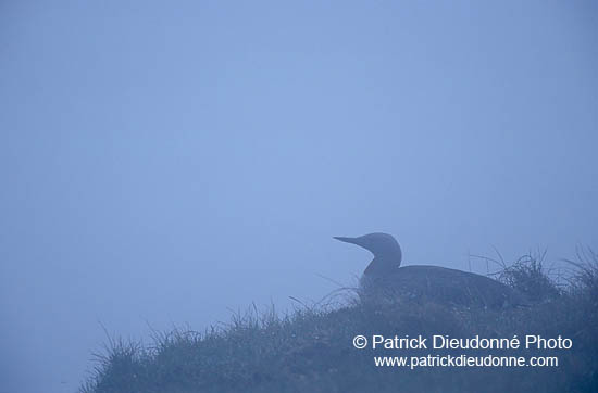 Red-throated Diver (Gavia stellata) - Plongeon catmarin - 11393