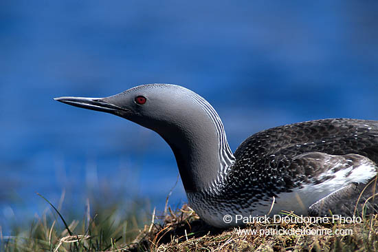 Red-throated Diver (Gavia stellata) - Plongeon catmarin - 11394