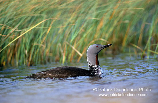 Red-throated Diver (Gavia stellata) - Plongeon catmarin - 11397