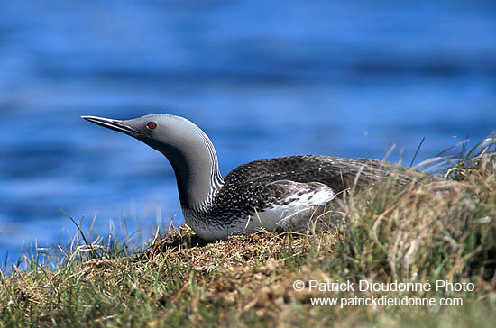 Red-throated Diver (Gavia stellata) - Plongeon catmarin - 17341