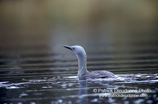 Red-throated Diver (Gavia stellata) - Plongeon catmarin - 17344