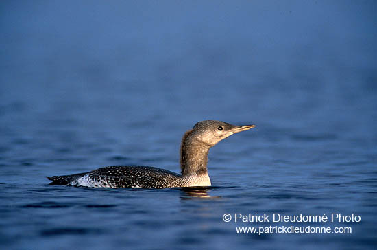 Red-throated Diver (Gavia stellata) - Plongeon catmarin - 17349