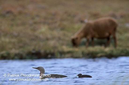 Red-throated Diver (Gavia stellata) - Plongeon catmarin - 17940