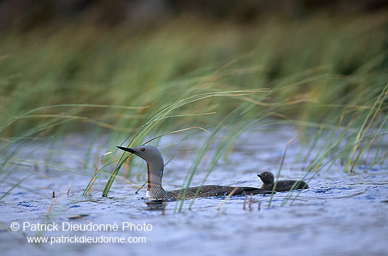 Red-throated Diver (Gavia stellata) - Plongeon catmarin - 17944