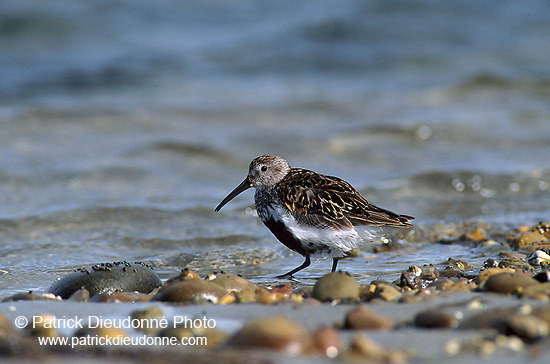 Dunlin (Calidris alpina) - Becasseau variable - 17528