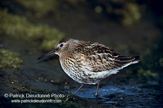 Dunlin (Calidris alpina) - Becasseau variable - 17534