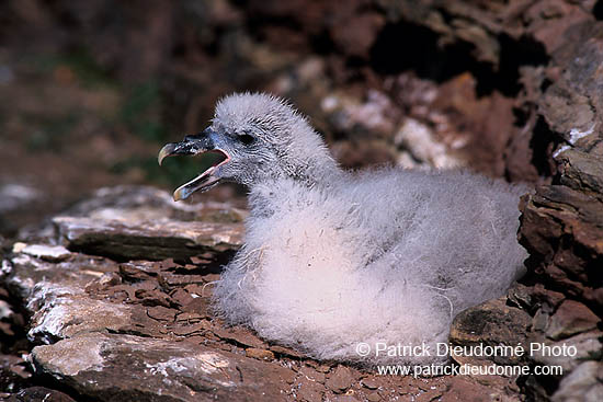 Fulmar (Fulmarus glacialis) - Petrel Fulmar - 11462