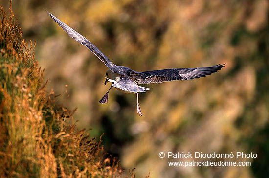 Fulmar (Fulmarus glacialis) - Petrel Fulmar - 11463