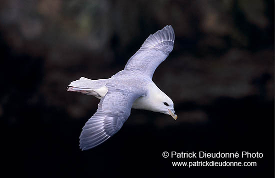 Fulmar (Fulmarus glacialis) - Petrel Fulmar - 11465