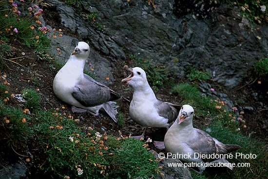 Fulmar (Fulmarus glacialis) - Petrel Fulmar - 11477