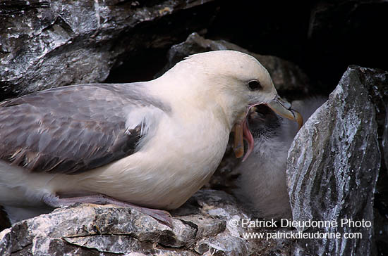 Fulmar (Fulmarus glacialis) - Petrel Fulmar - 11486