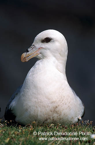 Fulmar (Fulmarus glacialis) - Petrel Fulmar - 11491