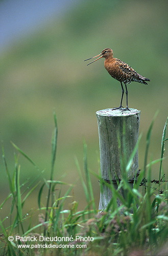 Blacktailed godwit (Limosa limosa) - Barge à queue noire - 17548