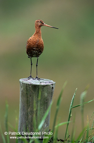 Blacktailed godwit (Limosa limosa) - Barge à queue noire - 17550