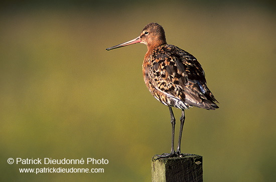 Blacktailed godwit (Limosa limosa) - Barge à queue noire - 17556